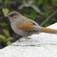 Streaked Laughingthrush